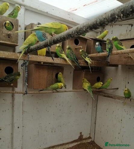 Parrots birds Energetic Parrots – Full of Life & Fun Available - Advert 3