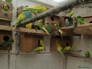 Parrots birds Energetic Parrots – Full of Life & Fun Available - Advert 5