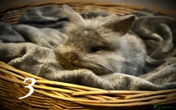 Lionhead rabbits for sale: 3babys&1junior❤️ - Image 4