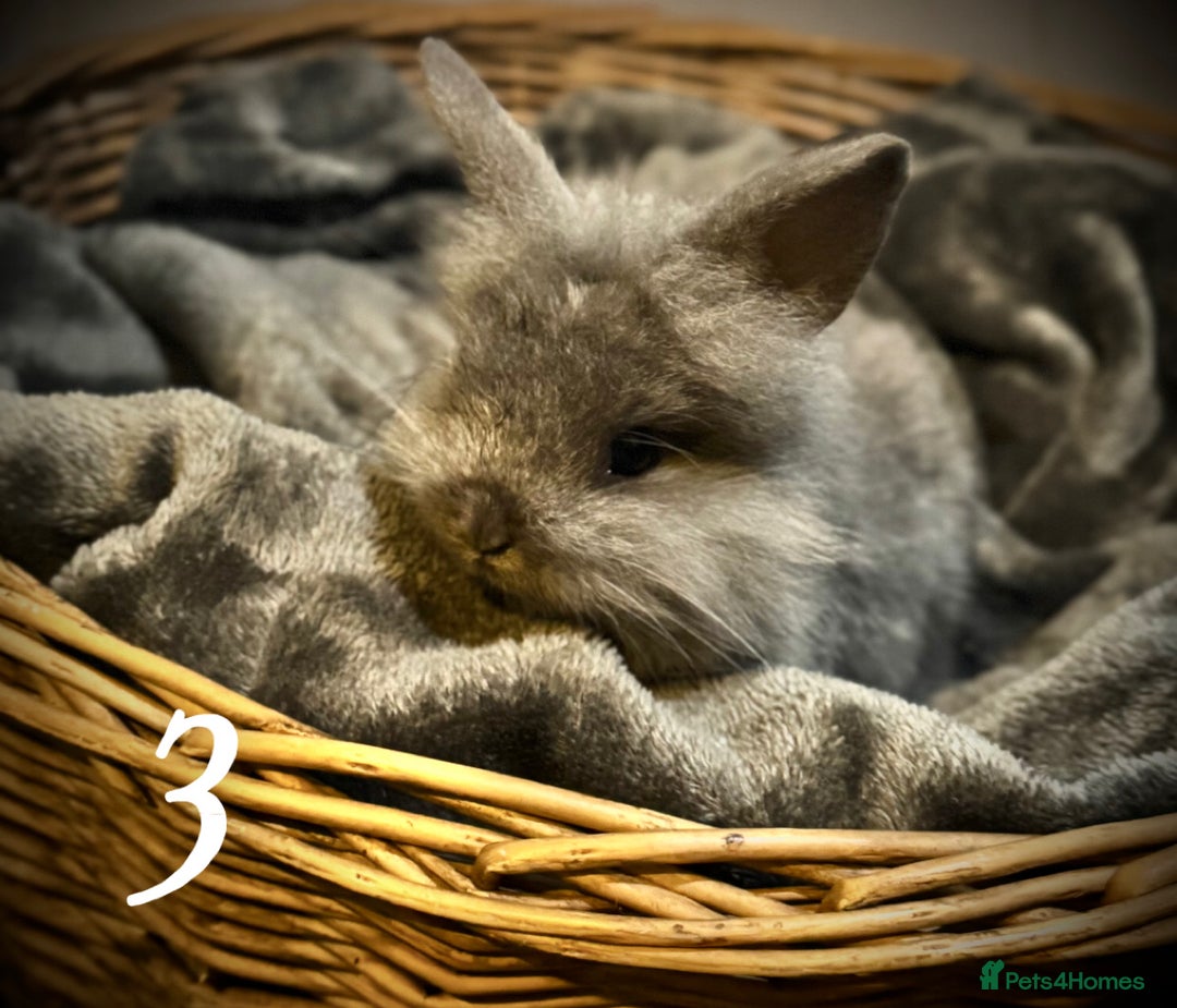 Lionhead rabbits for sale: 3babys&1junior❤️ - Image 4