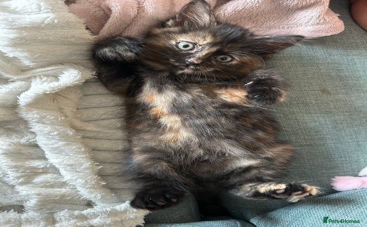 Mixed Breed cats - Advert 13
