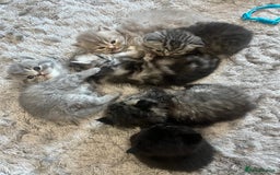Persian cats for sale:  Persian Himalayan, blue point  - Image 2