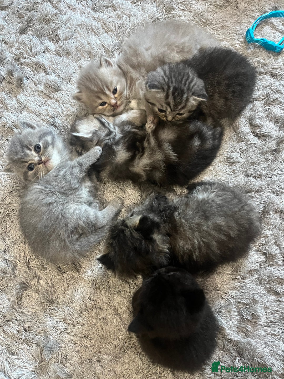 Persian cats for sale:  Persian Himalayan, blue point  - Image 2