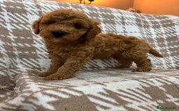 Cavapoo dogs for sale: Beautiful Fox 🦊 Red Cavapoos  - Image 2