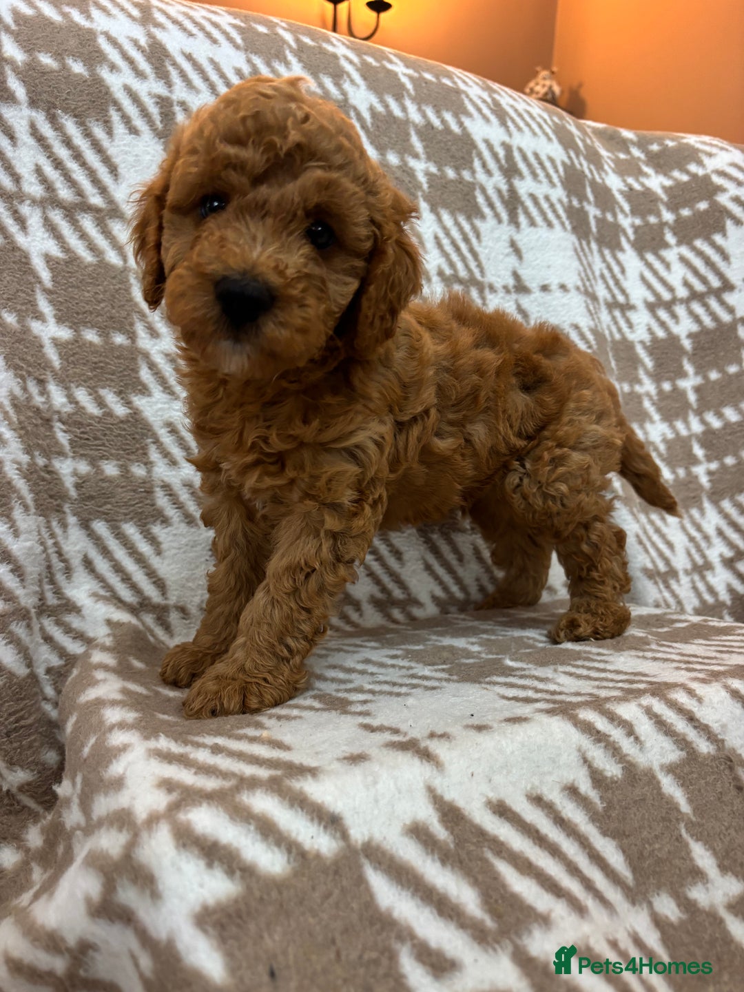 Cavapoo dogs for sale: Beautiful Fox 🦊 Red Cavapoos  - Image 2