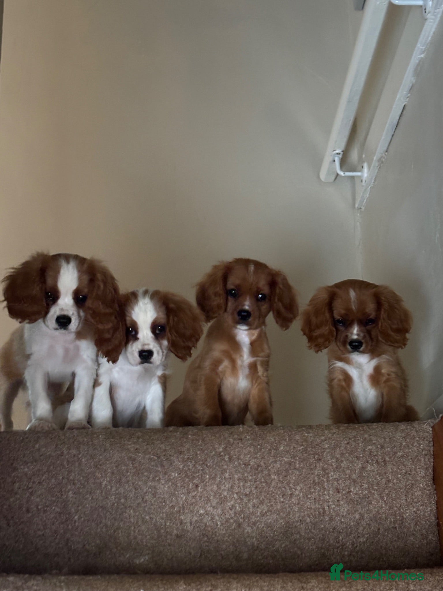 Cavalier King Charles Spaniel dogs Absolutely beautiful King Charles Cavalier puppies - Advert 2