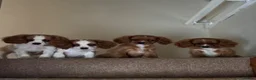 Cavalier King Charles Spaniel dogs for sale: Absolutely beautiful King Charles Cavalier puppies - Advert 2