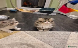 Exotic cats for sale: Exotic longhair and short hair kittens  - Image 14