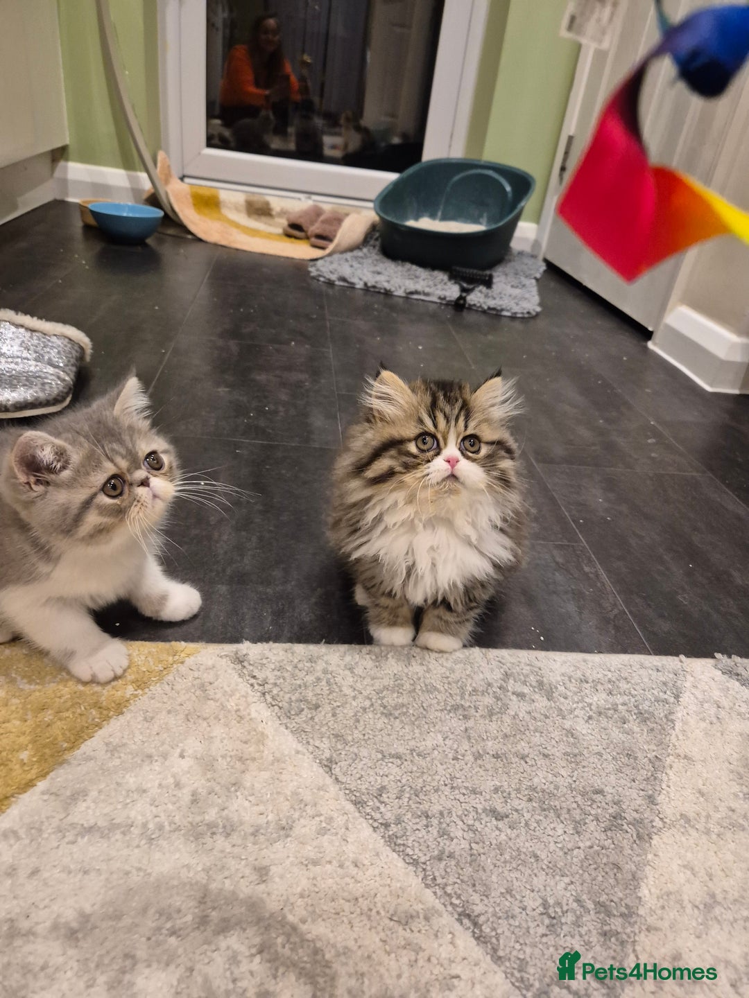 Exotic cats for sale: Exotic longhair and short hair kittens  - Image 14