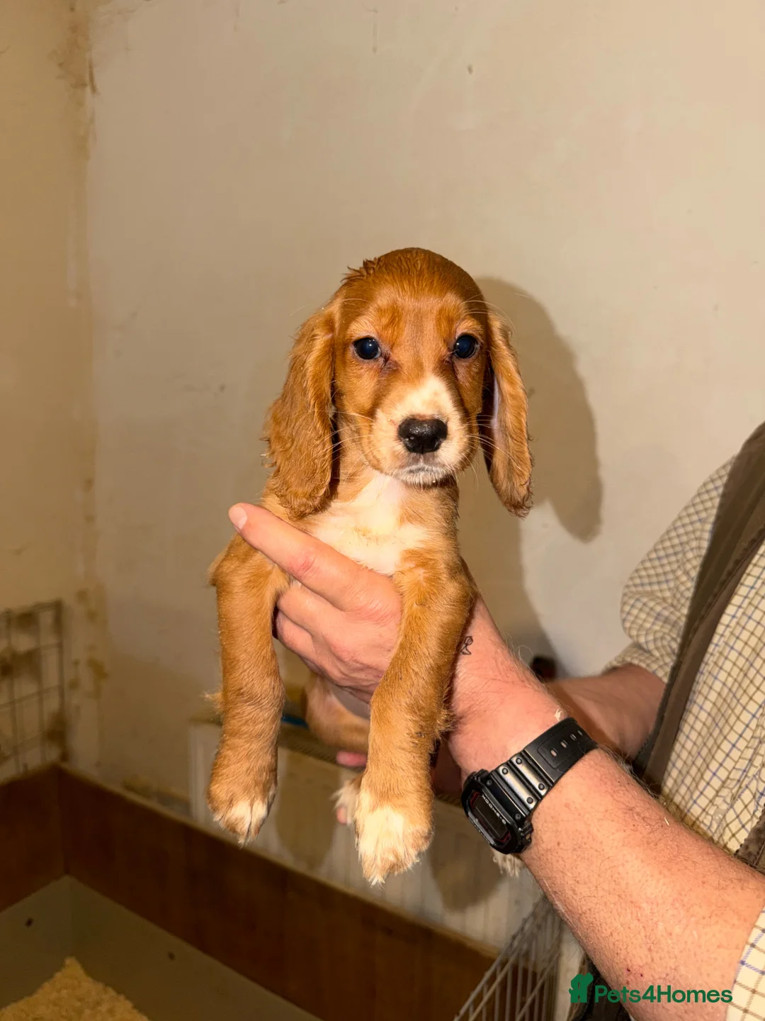 Cocker Spaniel dogs for sale: Working cocker spaniel puppies ready now - Advert 8