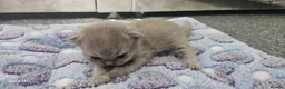 British Shorthair cats for sale:  British shorthair  - Advert 14
