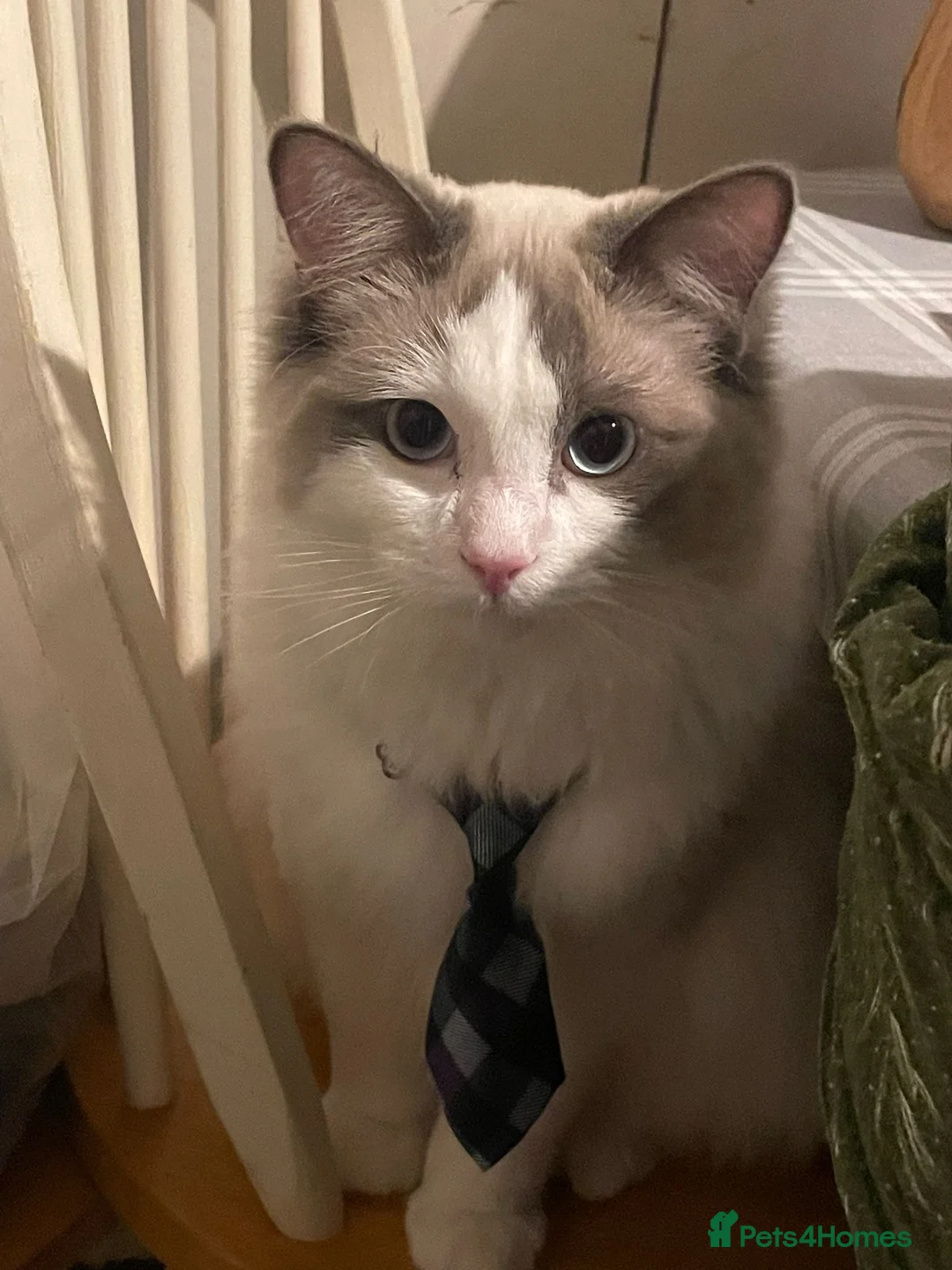 Ragdoll cats for sale: Male ragdoll cat for sale  - Advert 1