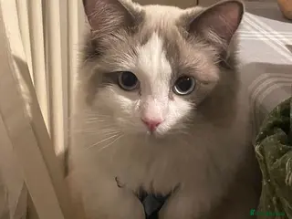 Ragdoll cats Male ragdoll cat for sale - Advert 1