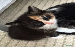 Mixed Breed cats for sale: Adorable kittens for sale - Image 1