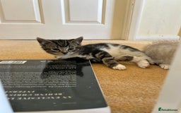 Mixed Breed cats for sale: Stunning kittens for sale  - Image 1