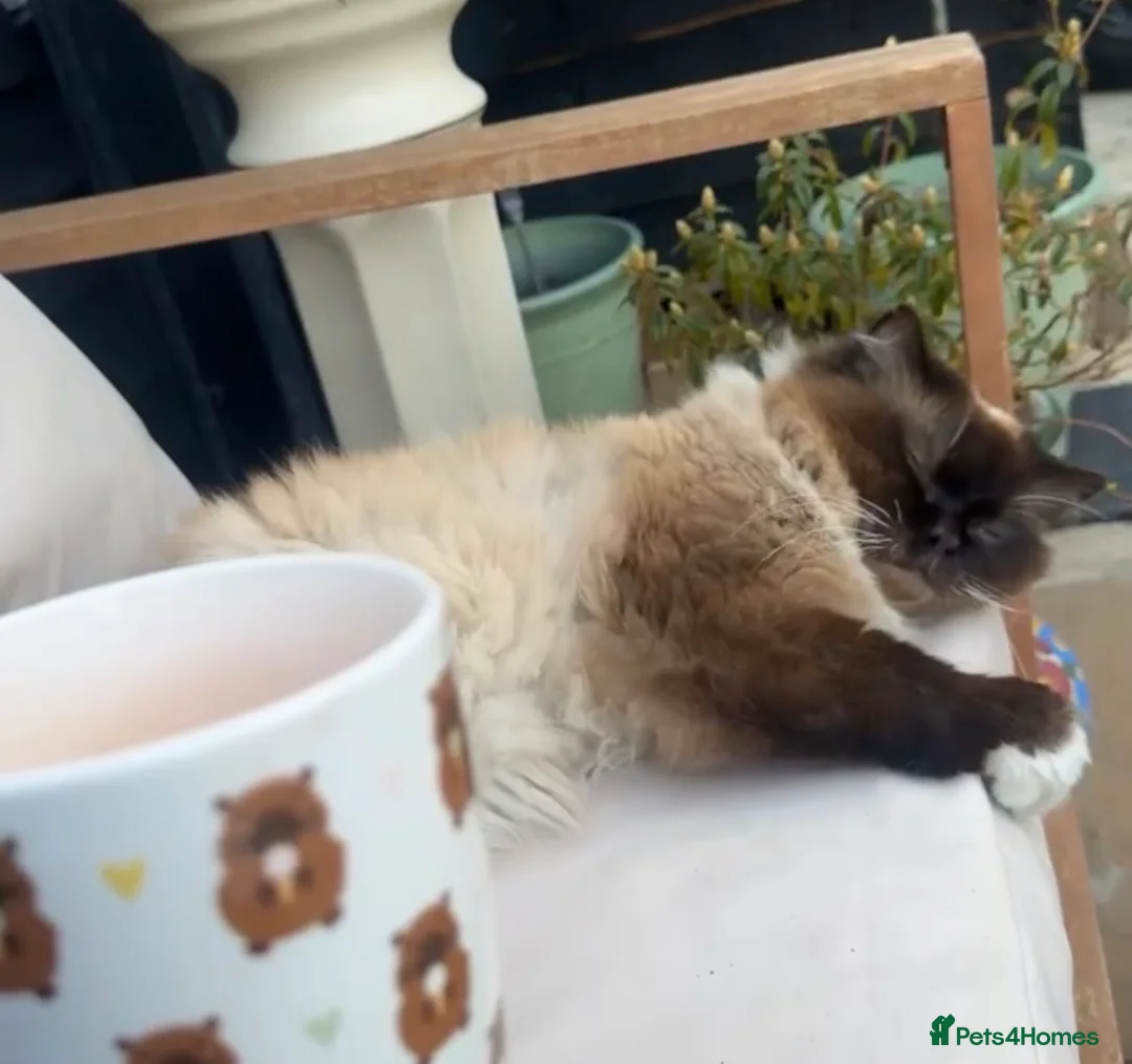 Ragdoll cats for sale: Ragdoll male  - Advert 2