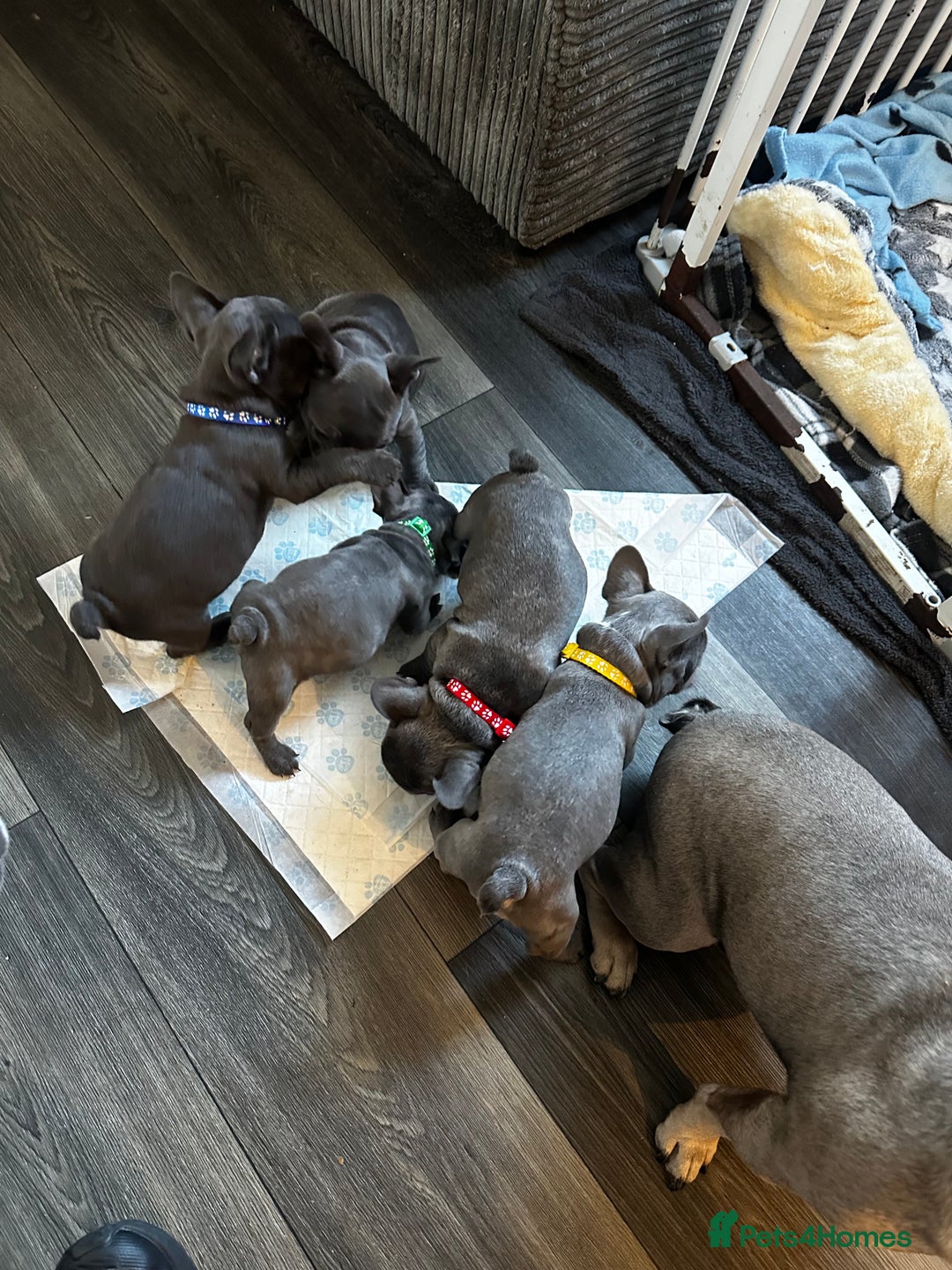 French Bulldog dogs for sale: Blue coat French bulldog pup ONE LEFT  - Image 12