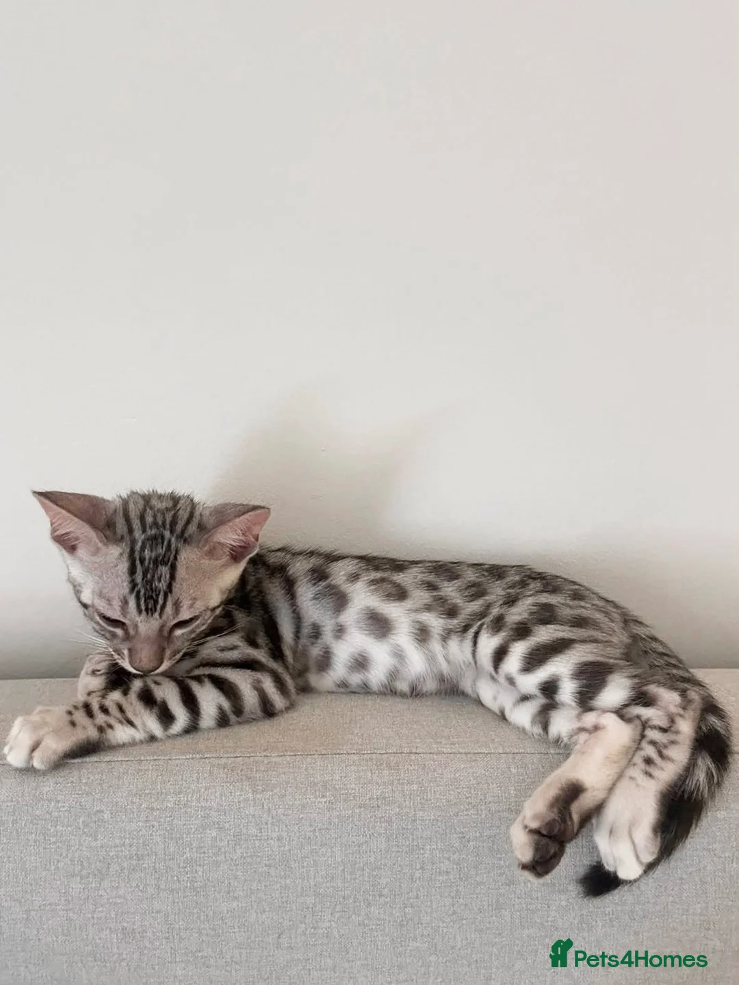 Bengal cats for sale: 2 silver Bengal kittens for a forever home  - Advert 2