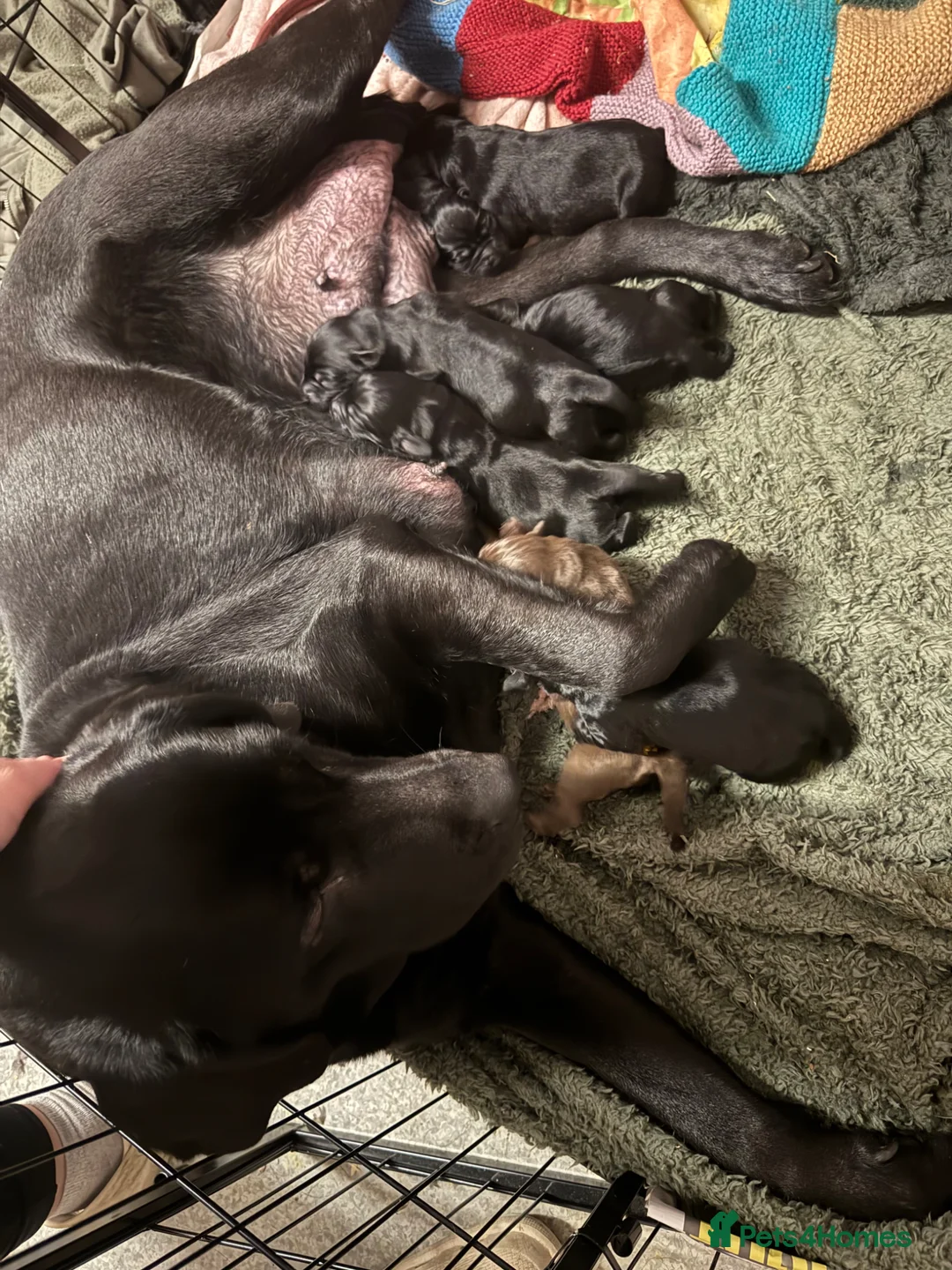 Mixed Breed dogs for sale: 3/4 Labrador x 1/4 dalmation  - Advert 2