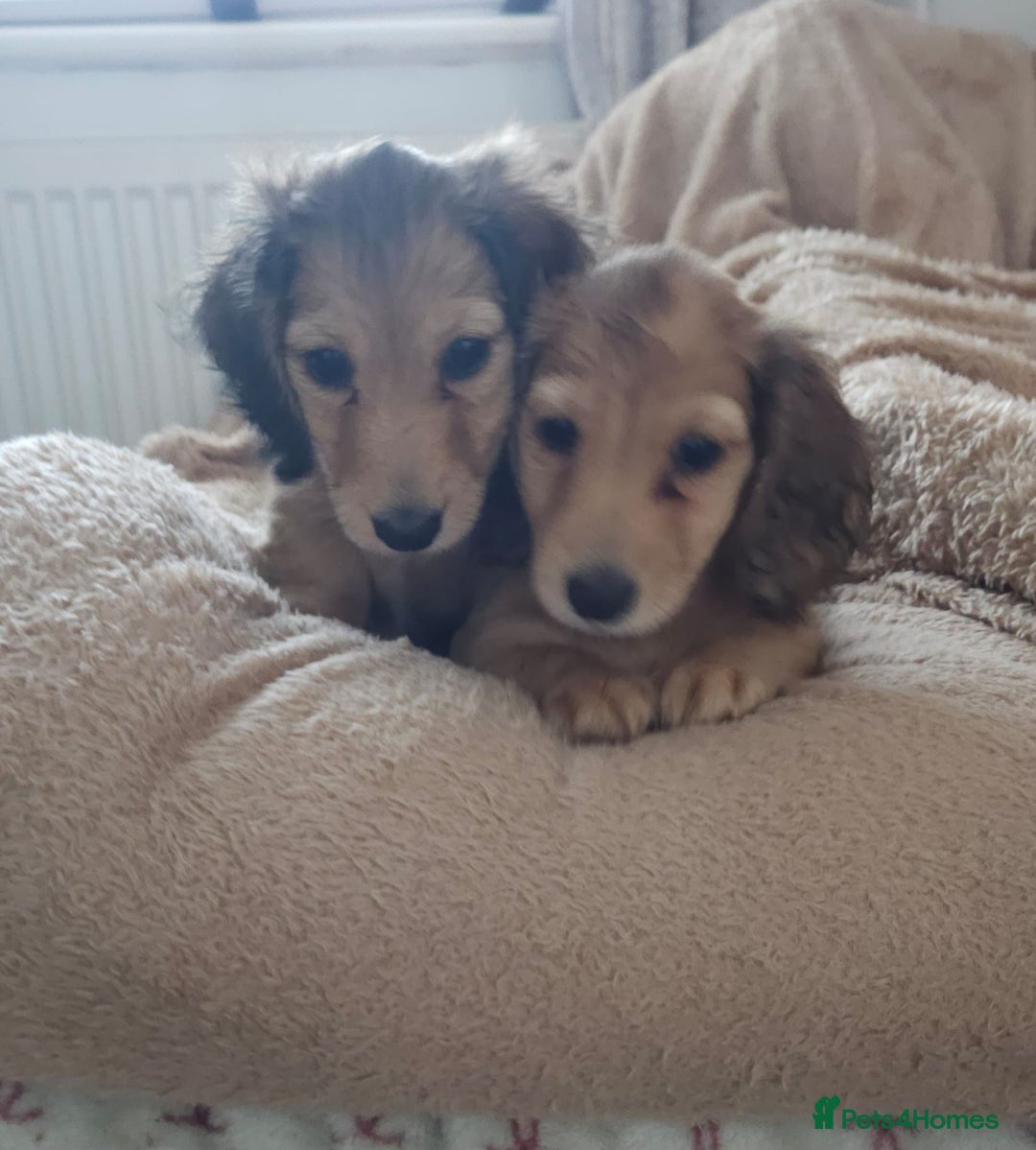 Dachshund dogs for sale: Miniature dachshunds - Image 37