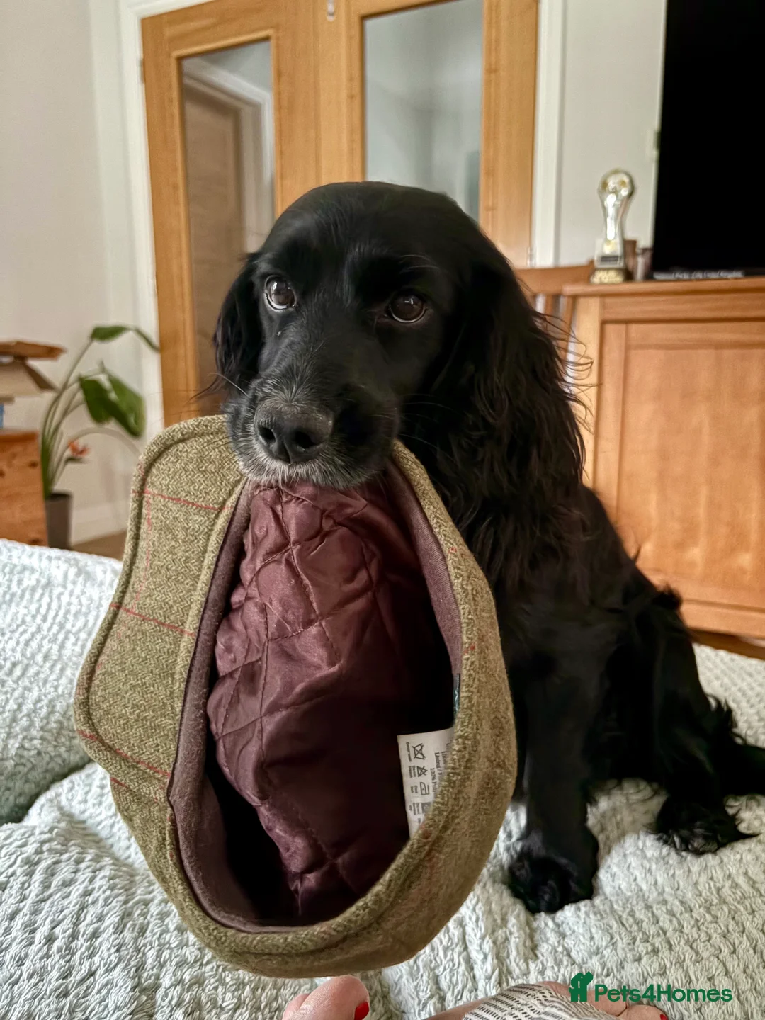Cocker Spaniel dogs for sale: Working cocker spaniel puppies from family home - Advert 3