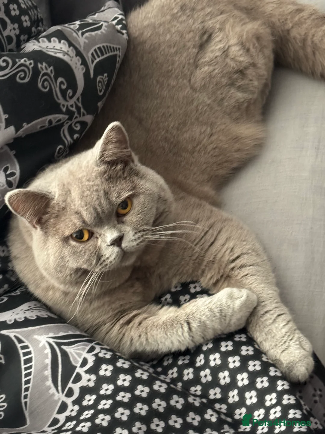 British Shorthair cats for stud: Bexivia BSH HUGO Lilac British Shorthair STUD ONLY in Luton - Advert 3