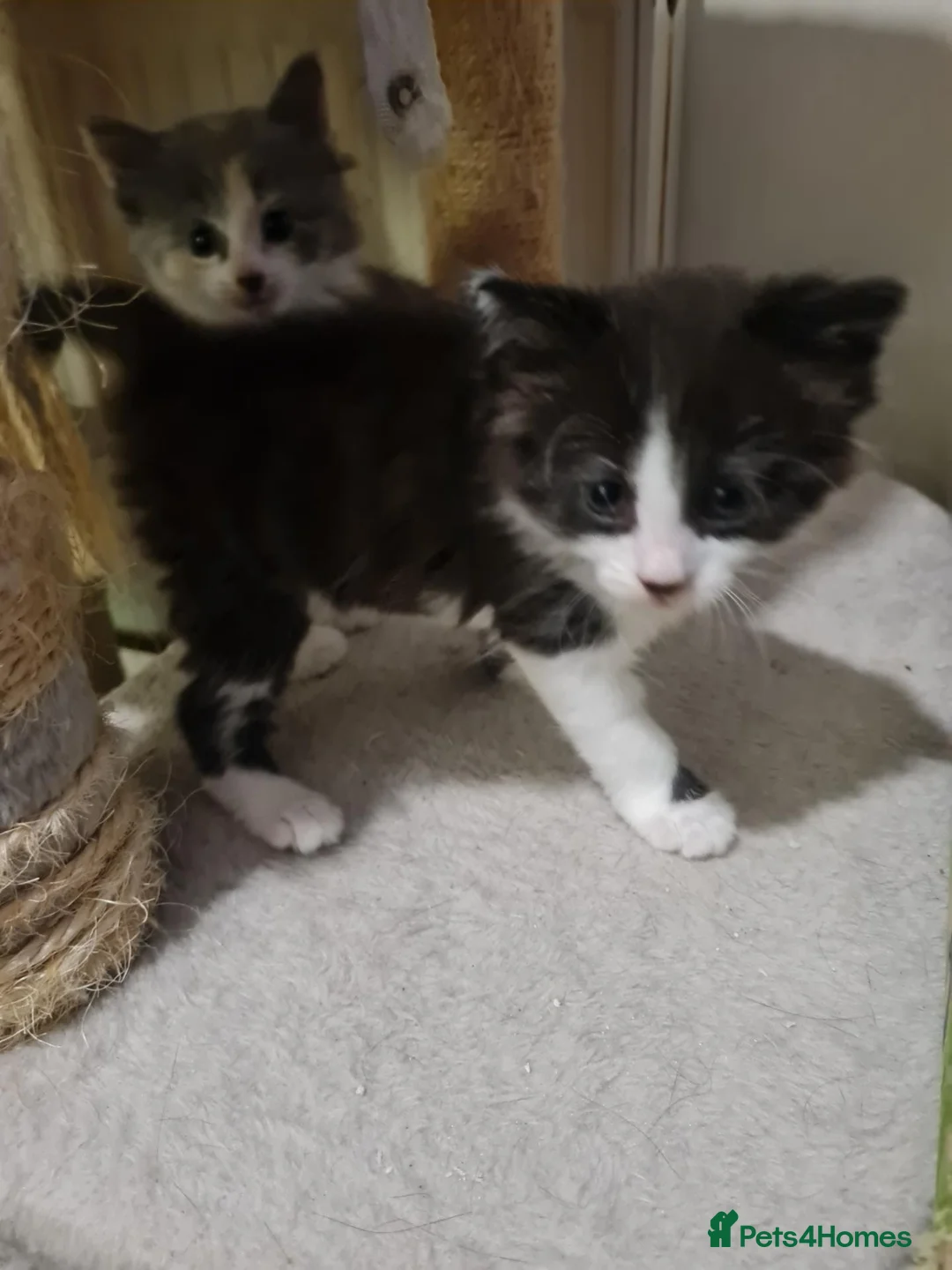 Mixed Breed cats for sale: Beautiful kittens for sale  - Advert 5
