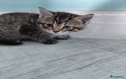 Maine Coon cats for sale: Kittens for sale half main coon - Image 22