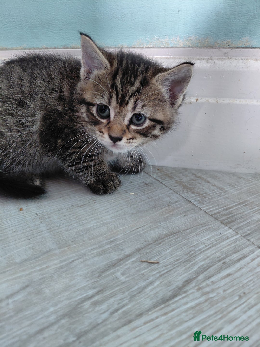 Maine Coon cats for sale: Kittens for sale half main coon - Image 22
