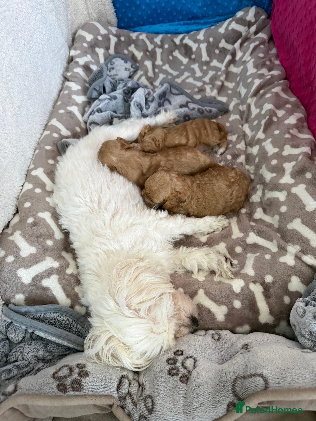 Maltipoo dogs for sale: Beautiful Tiny Maltipoo Tree girls 🐶🐾💝💝💝 - Advert 10