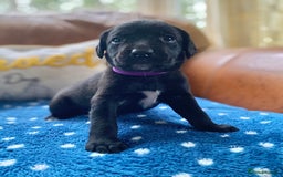 Springador dogs for sale: STUNNING SPRINGADOR PUPPIES  - Image 17