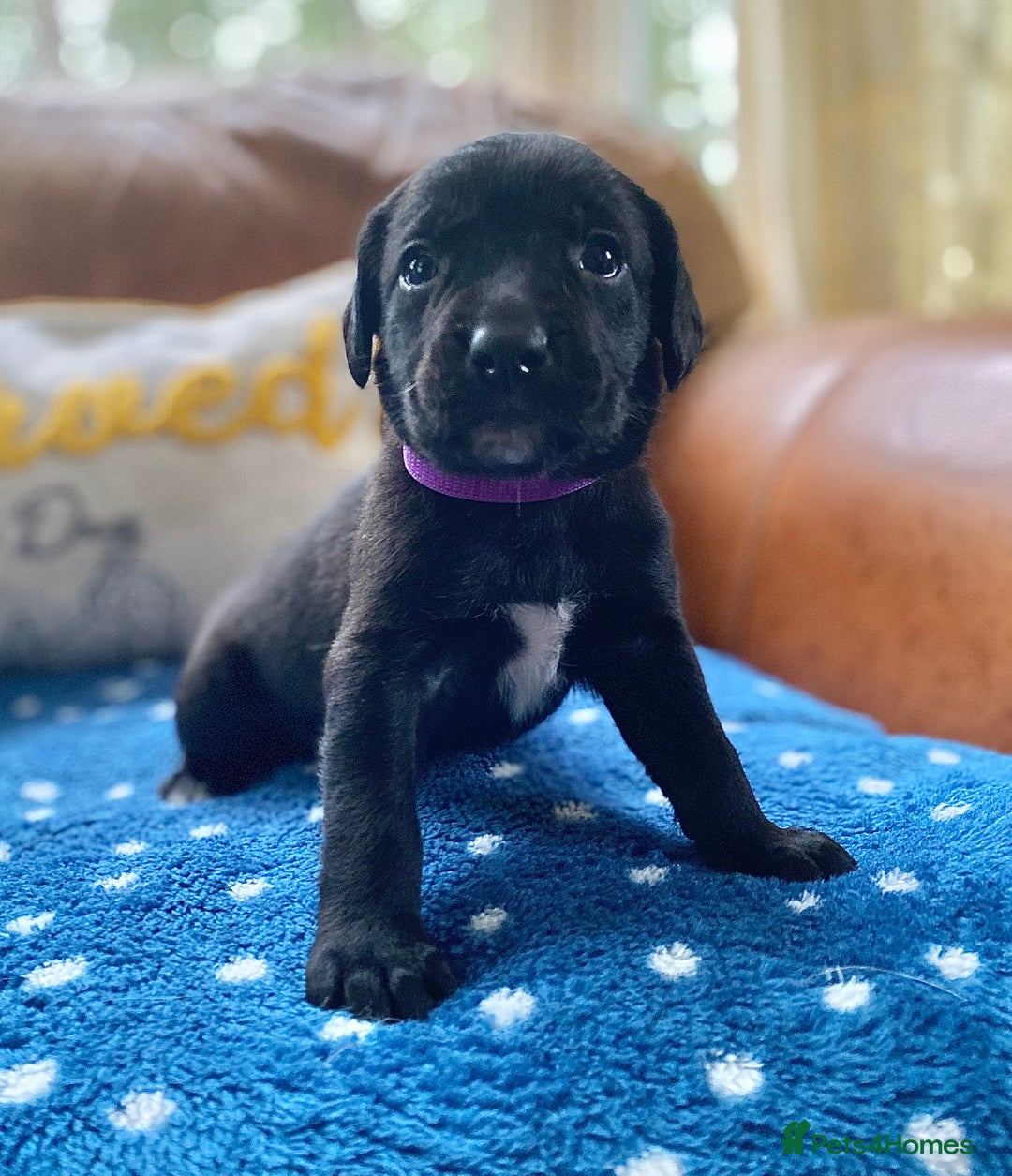 Springador dogs for sale: STUNNING SPRINGADOR PUPPIES  - Image 17