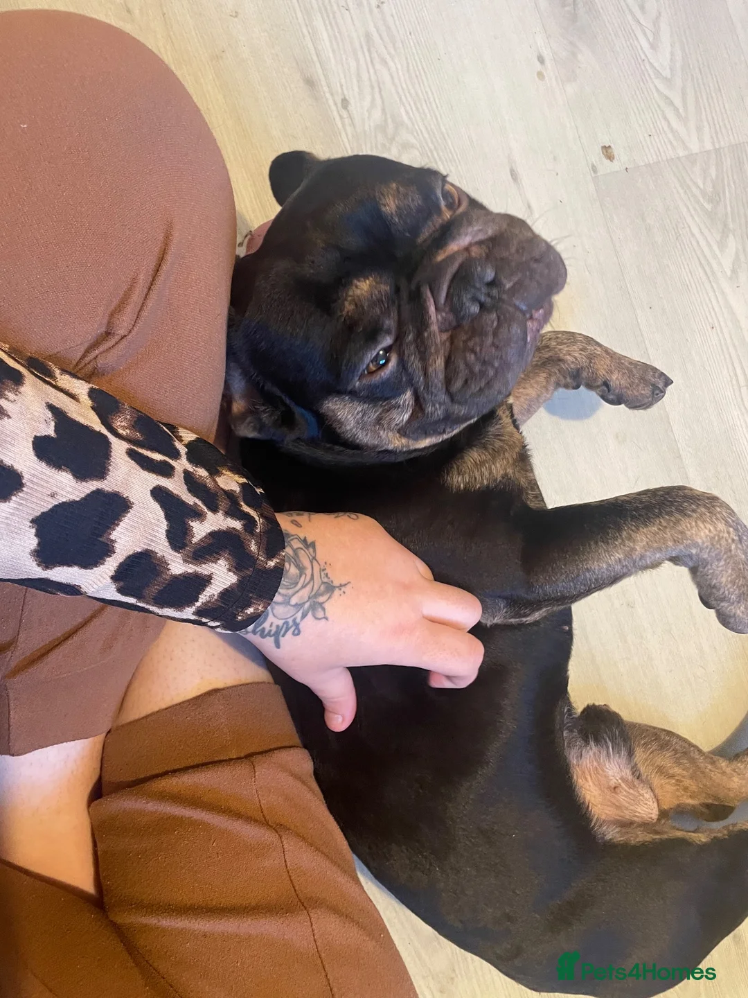 French Bulldog dogs for sale: Stitch  - Advert 1
