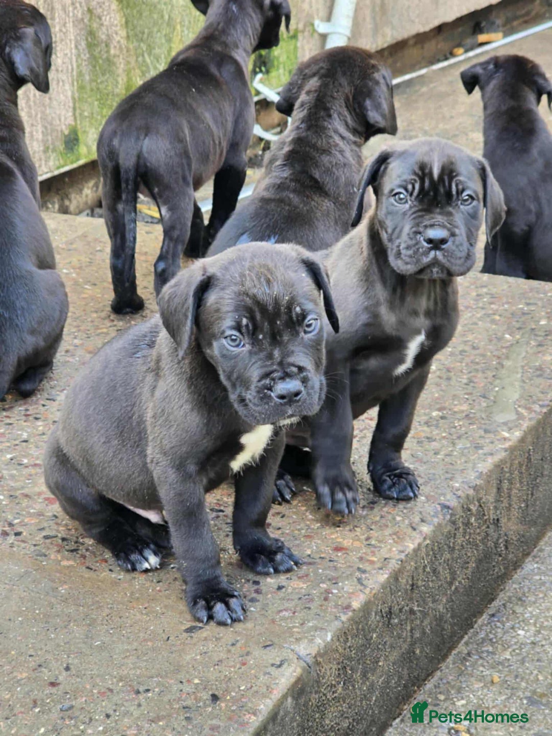 Mixed Breed dogs for sale: Stunning dogue de Bordeaux X cane corso - Image 7