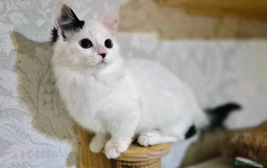 Munchkin cats for sale: Purebred TICA reg. Munchkin kittens ready to go  - Image 29