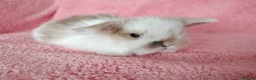 Mini Lop rabbits for sale: Baby mini lops for sale  - Advert 4
