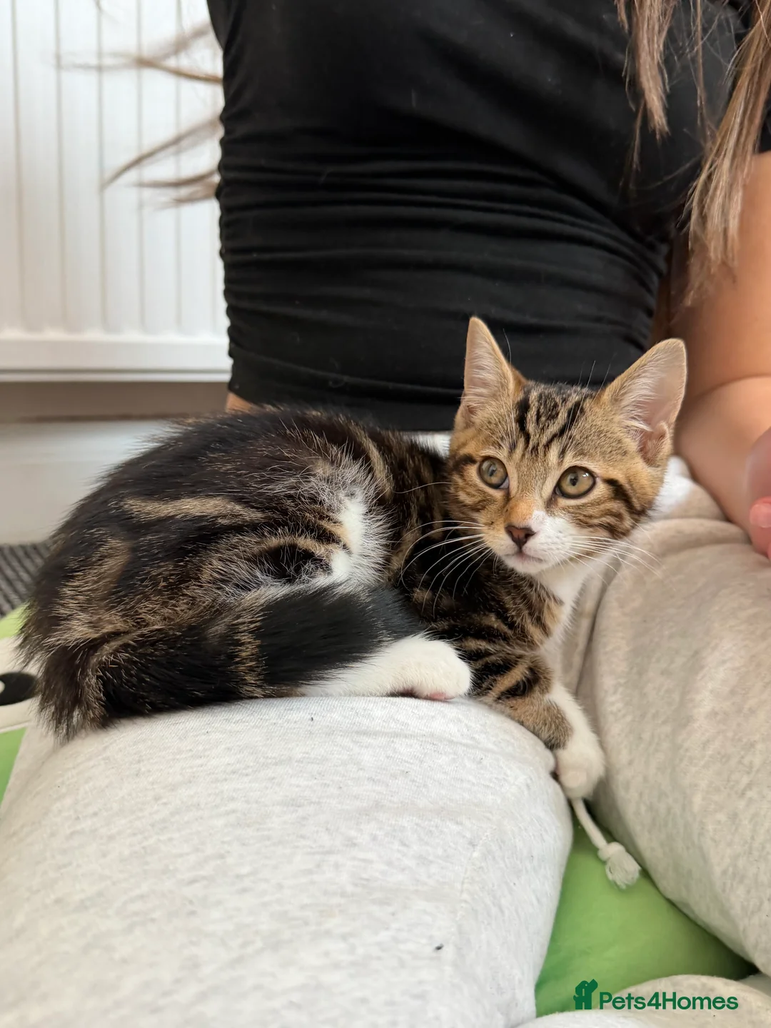 Mixed Breed cats for sale: Cute kitten, half breed - Advert 4