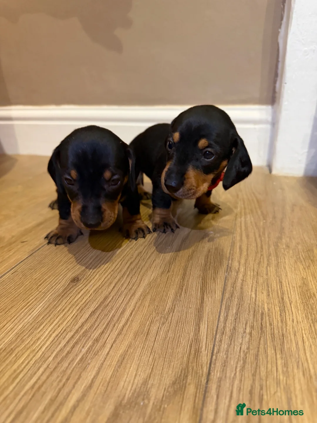 Dachshund dogs for sale: Dachshund Puppies - Ready to reserve - Advert 1