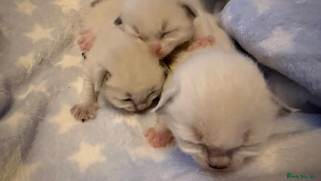 Ragdoll cats for sale: Stunning Blue Colourpoint Mitted Ragdoll kittens - Image 9