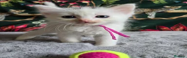 Ragdoll 1