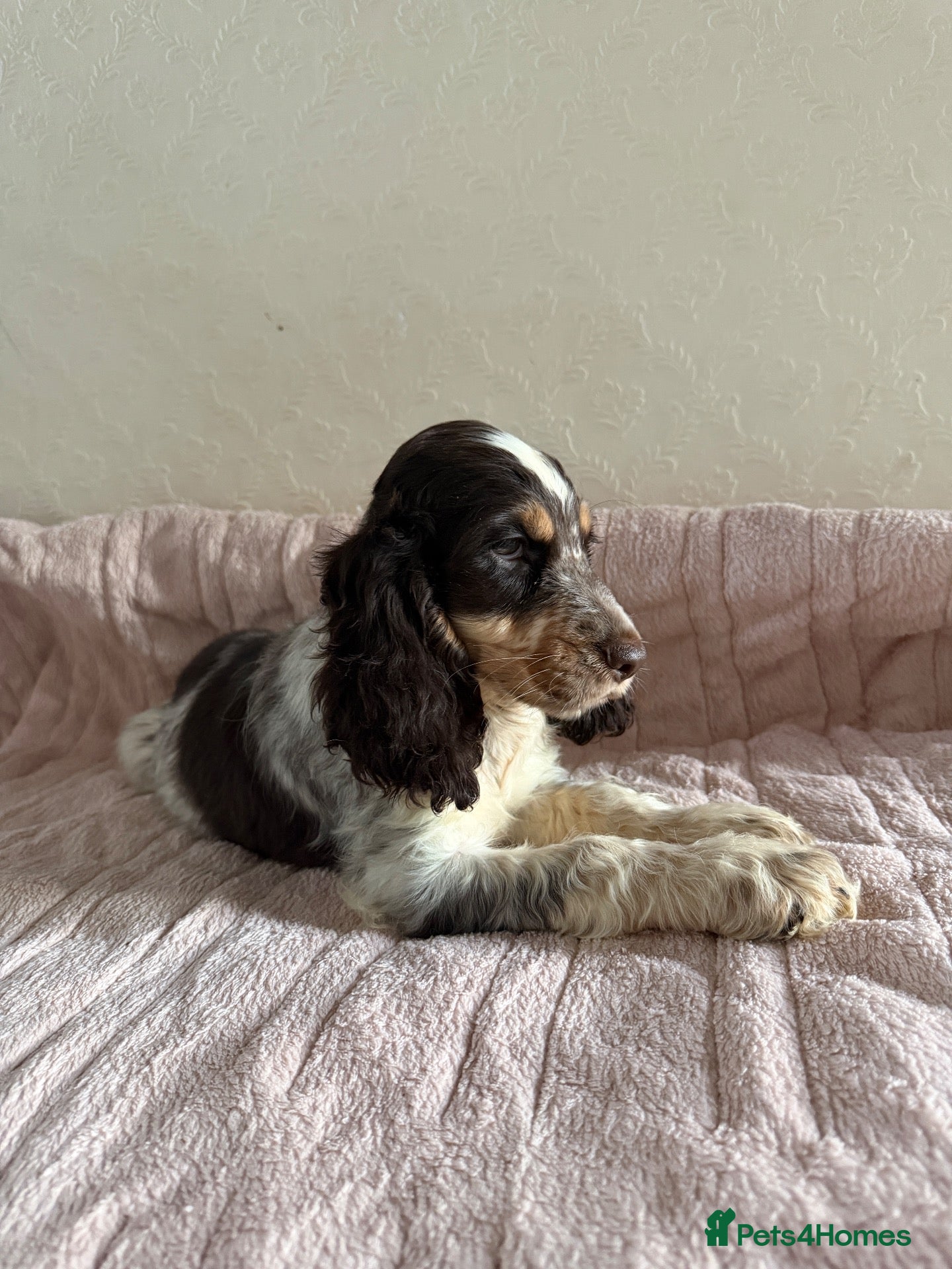 Cocker Spaniel dogs KC Ticked Show type cocker Spaniel READY NOW  - Advert 4