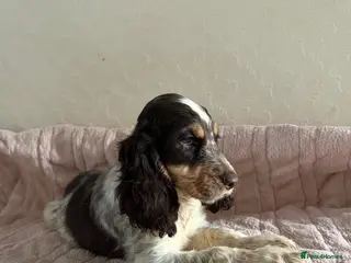 Cocker Spaniel dogs KC Ticked Show type cocker Spaniel READY NOW - Advert 4