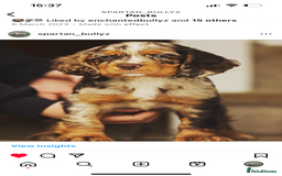 Cocker Spaniel dogs for sale: Cocker Spaniel Puppy’s (🍫Merle)  - Image 5