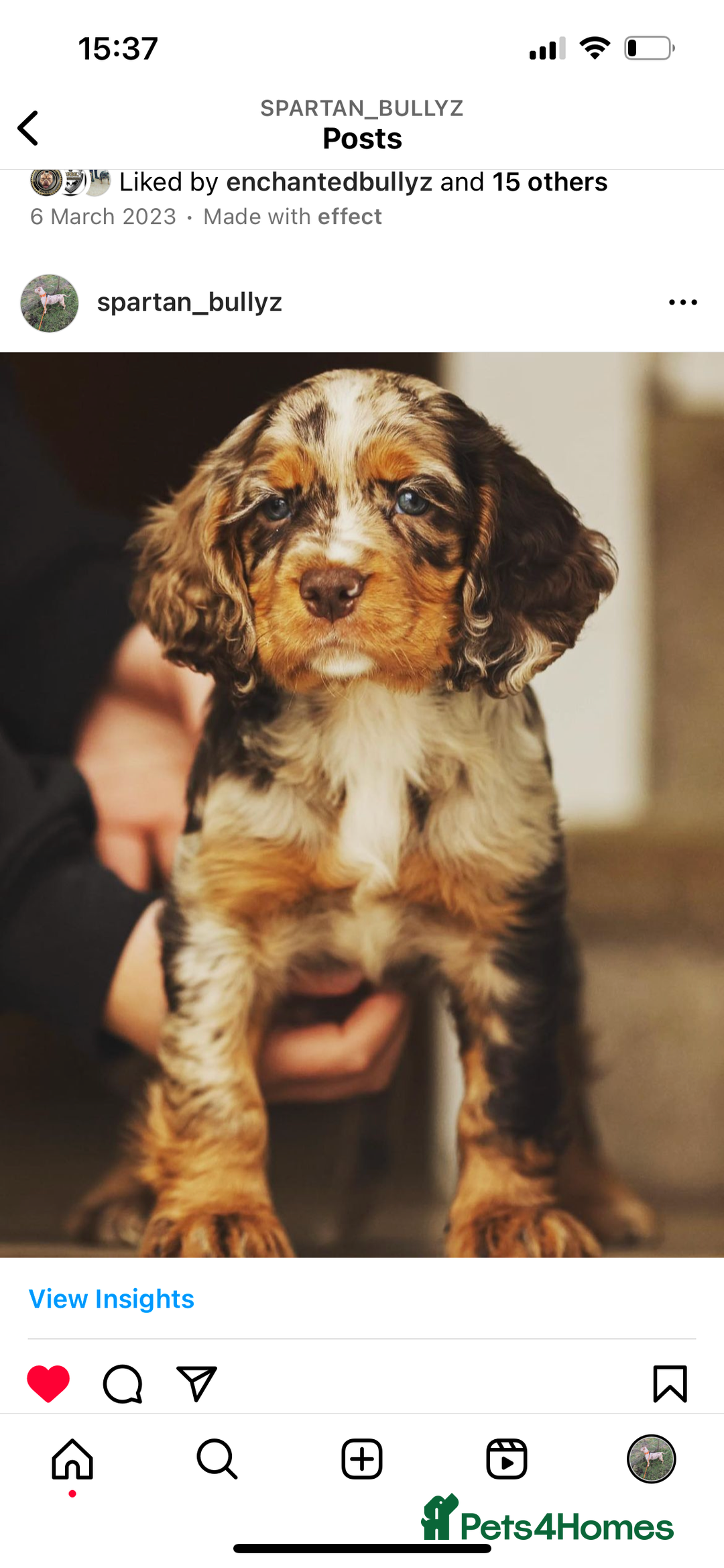 Cocker Spaniel dogs for sale: Cocker Spaniel Puppy’s (🍫Merle)  - Image 5