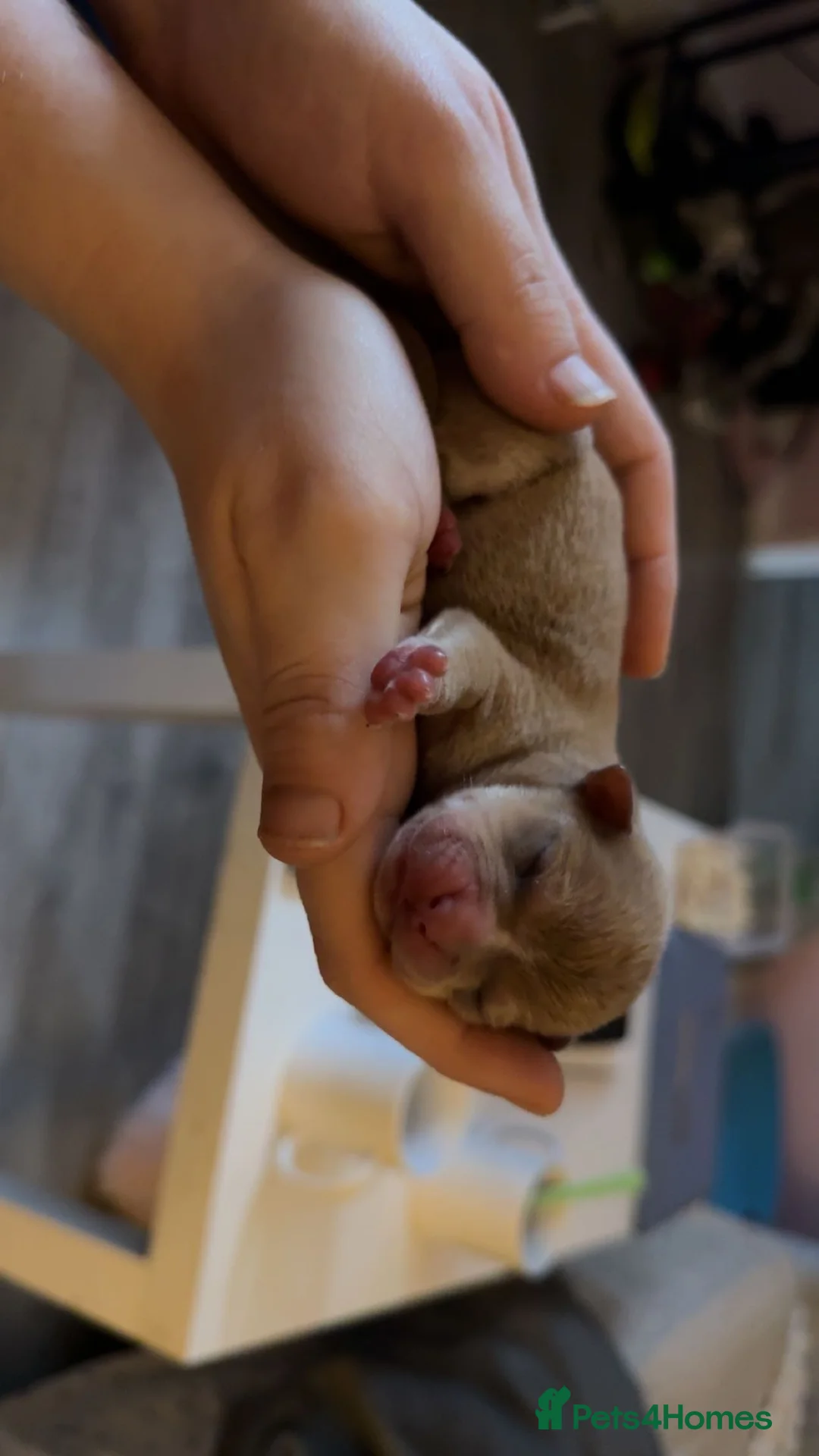 Mixed Breed dogs for sale: Pug cross american bulldog - Advert 12