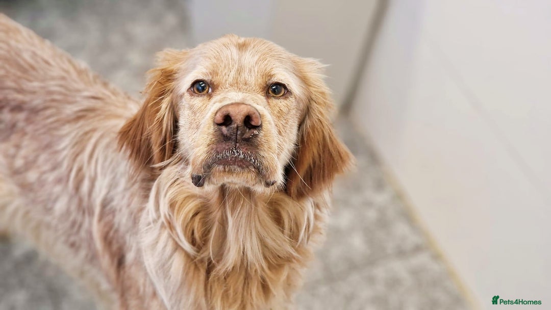 English Setter dogs for adoption: Canelo - Advert 3