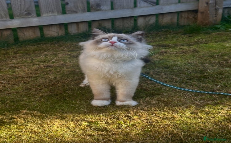 Ragdoll cats Ragdoll x Turkish Angora X Neva Masquerade Kitten - Advert 8