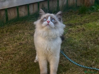 Ragdoll cats Ragdoll x Turkish Angora X Neva Masquerade Boy Cat - Advert 1