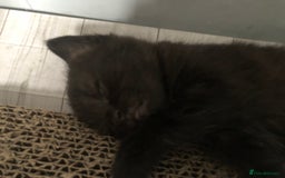 Bombay cats for sale: 3 little boy kittens - Image 11