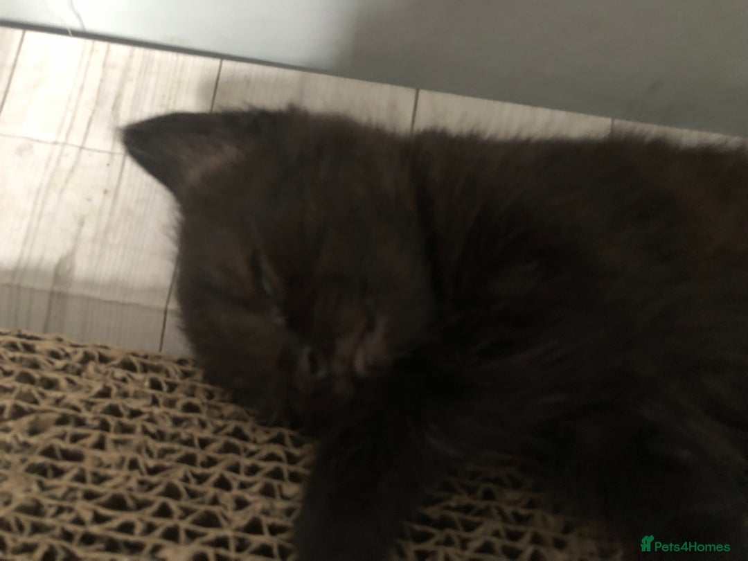 Bombay cats for sale: 3 little boy kittens - Image 11
